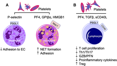 Figure 6 Platelet activation of neutrophils and lymphocytes. (A) Platelets signal neutrophils via platelet factor 4 (PF4), GPIβ, or HMGB1 interactions with the macrophage 1 (Mac1) antigen, which enhances neutrophil extracellular trap (NET) release. P-selectin–PSGL1-mediated platelet–neutrophil interaction suppresses neutrophil adhesion to endothelial cell (ECs) and subsequent activation. (B) Platelet–lymphocyte interactions via PF4–PSGL1, CD40L–CD40, or platelet release of TGFβ result in a decline in T-cell proliferation, decreased expression of T helper 1/T helper 17 (Th1/Th17) proinflammatory cytokines and granzyme (GZB) and perforin (PFN) cytotoxic molecules, and upregulation of immunomodulatory Th2 regulatory T-cell response.