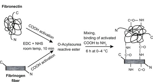 Figure 2 Schematic illustration of conjugating fibronectin and fibrinogen by 1-ethyl-3-(3-dimethylaminopropyl) carbodiimide hydrochloride (EDC)/N-hydroxysuccinimide (NHS).