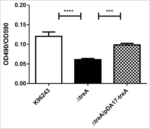 Figure 5. Relative biofilm formation by B. pseudomallei wild type, ΔtreA mutant or pDA17-treA complement measured as crystal violet (CV) bound (OD490nm) / turbidity of bacterial culture (OD590nm). Values represent the mean from 3 independent experiments each with 12 replicates. Error bars show SEM. *** = p < 0.001, **** = p < 0.0001 following one-way Anova, Tukey post-test.