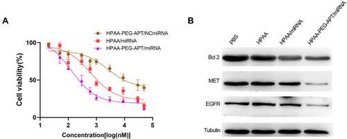 Figure 4 In vitro anticancer effects (A) LNCaP Cell viabilities treated with HPAA-PEG-APT/miRNA, HPAA/miRNA and HPAA-PEG-APT/NCmiRNA, respectively (n=3). (B) The quantitative analysis of BCL 2, MET, and EFGR protein expression.