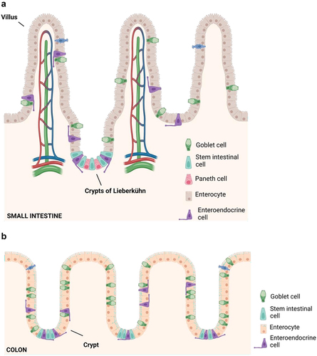 Figure 1. A. Epithelium organization of the small intestine. Graphical representation of villi, crypts and different type of intestinal cells. B. Colon epithelium. Graphical representation of crypts and different type of colonic cells. Figure created with BioRender.com.