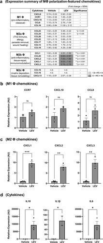 Figure 5. Gene expression profiling of secretory proteins after LEV treatment reveals a preferential differentiation of THP1 cells to M2b macrophages. THP1 cells were pre-incubated with PMA (10 nM) for 48 h and treated with vehicle (HBS) or LEVs (10 μg/mL) for an additional 48 h. (a) mRNA expression of M1- and M2-specific chemokines was analysed by RT-qPCR. G6PD was used for normalization. Statistically significant fold changes (FC) are indicated in different colours according to the increased degree (light grey, 1.5 < FC < 5; medium grey, 5 < FC < 10). -, non-significant. (b, c) mRNA expression of representative M1 (b) and M2b (c) macrophage-specific chemokines. ns, non-significant. (d) mRNA expression of M2 macrophage-specific cytokines as determined by RT-qPCR. Data in (a-d) are expressed as the mean fold change ± SEM of triplicate treatments and statistical significance was analysed by Student’s t-tests.