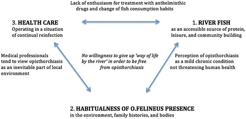 Figure 1. Participatory model of O. felineus transmission.