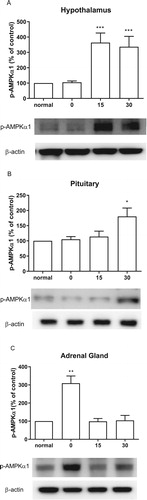 Figure 6. Effect of acute CWSS on AMPKα1 protein expression in the HPA axis. The protein p-AMPKα1 expression in the hypothalamus (A), in the pituitary (B), and the adrenal gland (C) were analyzed by Western blot. β-Actin (1:1000 dilution) was used as an internal loading control. Signals were quantified with the use of laser scanning densitometry and expressed as a percentage of the control. Values are mean ± SEM. The number of animals in each group was 6. *p < 0.05, **p < 0.01, ***p < 0.001.