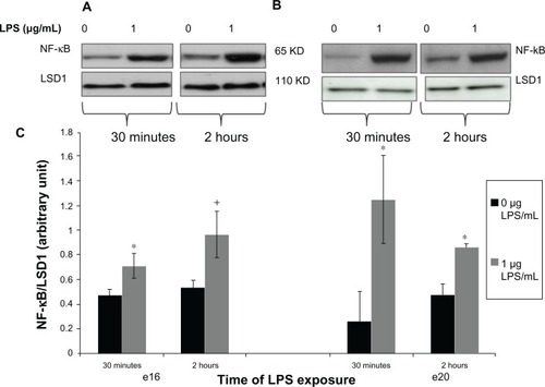 Figure 3 Phosphorylated nuclear NF-kB protein expression from preterm (e16) and near-term (e20) placental explants following LPS treatments. Explants were incubated with or without LPS (0 μg/mL and 1 μg/mL) for 30 minutes and 2 hours. Western blot (A and B) and densitometric analysis (C) showed that phosphorylated nuclear NF-κB was significantly increased in both e16 and e20 after exposure to LPS. +P = 0.064 vs untreated controls (0 μg/mL) (e16), and *P < 0.05 versus vehicle (0 μg/mL) (e16 and e20).