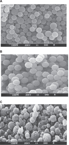 Figure 1 Scanning electron microscopy photographs of microparticles from formulation batches (A) F1, (B) F3, and (C) F5.