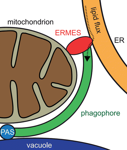 Figure 1. Model of ERMES-mediated mitophagophore expansion. Phagophore (PG) generation is initiated at the phagophore assembly site (PAS) where Atg32 interacts with the PAS components Atg8 and Atg11 (not depicted) in juxtaposition to the vacuole. ERMES is localized at the distal end of the PG edge where it connects the mitochondrion destined for degradation, the PG, and the ER as lipid source. The putative lipid flux from the ER to the PG is depicted by a dotted line.