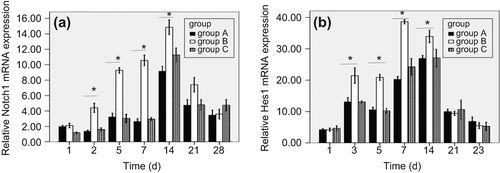 Figure 1. The expression of Notch1, Hes1 mRNA during nerve regeneration. Total RNA was isolated and qPCR was performed to quantify mRNA expression of Notch1 and Hes1 in the nerve tissues. (a) Notch1 mRNA levels in Group B were higher than those in Groups A and C during the early two weeks. As similar as the above result, (b) Hes1 mRNA levels were elevated significantly as compared to those in other groups. *p < 0.05.