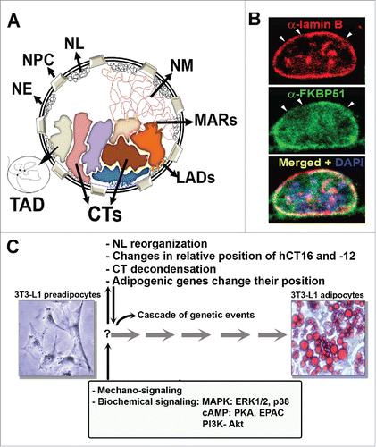 Figure 1. Nuclear architecture during adipogenesis. (A) Schematic representation of the compartments of the nucleus in interphase: NE: nuclear envelope, NPC: nuclear pore complex, NL: nuclear lamina, NM: nuclear matrix, CTs: chromosome territories, LADs: lamin attachment domains, MARs: Matrix attachment regions; TADs: topologically associating domains. (B) Reorganization of the NL during adipocyte differentiation. 3T3L1 preadipocytes grown on coverslips were induced to differentiate for 24h. Indirect immunofluorescence and confocal microscopy imaging shows lamin B (red), FKBP51 (green) and chromatin stained with DAPI (blue), as described.Citation98 Observe the discontinuous staining of lamin B (arrow heads) due to the reorganization of the NL. (C) Summary of the events of nuclear reorganization that were described during adipogenesis. Images depict 3T3-L1 preadipocytes and adipocytes, the latter with lipid vesicles stained with Oil Red O, as described.Citation98