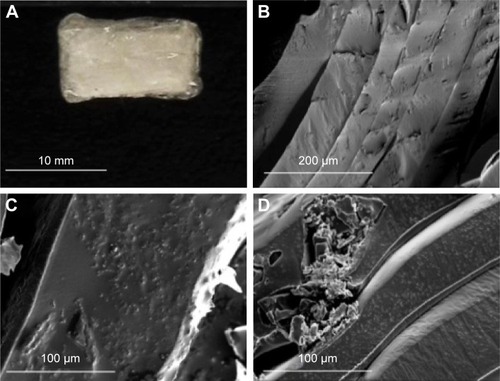 Figure 2 Double-layered PLGA cylinder with 16 mg OP inner layer and 3 mg GEM outer layer (A). Cross-section SEM micrographs of a control cylinder without drug (B) and cylinders containing 16 mg OP (C) and 3 mg GEM (D).