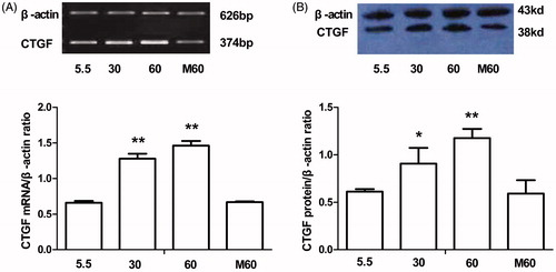 Figure 1. The dose-dependent effect of high glucose on CTGF expression in HKCs. (A) The expression levels of CTGF mRNA in HKCs induced by different concentrations of glucose and mannitol (5.5 mm, 30 mm, 60 mm d-glucose and 60 mm d-mannitol); (B) The expression levels of CTGF protein in HKCs induced by different concentrations of glucose and mannitol (5.5 mm, 30 mm, 60 mm d-glucose and 60 mm d-mannitol); Gene and protein expression were detected by RT-PCR and Western blotting, respectively; β-actin was used as an internal control; *p < 0.05 versus group 5.5; **p < 0.01 versus group 5.5.