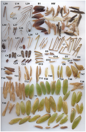 Figure 2. Sample of culled katydid remains with identification numbers collected from a single Micronycteris hirsuta roost on one day. B: Blattodea wings, C: Coleoptera wings, T: Tettigoniidae (katydid) forewings, HW: hindwings, L: legs, O: ovipositors.