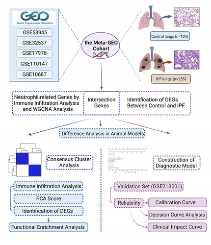 Figure 1 Workflow outlining the experimental methodology utilized in this study. Initially, five Gene Expression Omnibus (GEO) datasets were integrated to create a Meta-GEO cohort consisting of control and IPF lung samples. Through the implementation of WGCNA and the identification of DEGs, we identified hub genes related to neutrophils in IPF. Subsequently, a consensus cluster analysis was performed, followed by the development of a diagnostic model employing these hub genes.