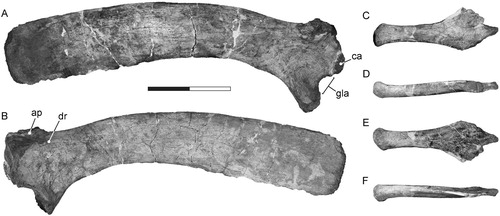 FIGURE 7. Tanius sinensis holotype pectoral girdle elements. Right scapula (PMU 24720/20) in A, lateral and B, medial views. Right sternal plate (PMU 24720/21) in C, dorsal, D, lateral, E, ventral, and F, medial views. Scale bar equals 200 mm. Abbreviations: ap, acromion process; ca, coracoids articulation; dr, deltoid ridge; gla, glenoid articulation.