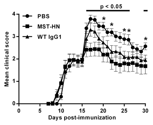Figure 3. Delivery of the MST-HN Abdeg ameliorates EAE. Mice were immunized with hMOG35–55 as in Figure 1, sorted into equivalent groups (n = 8‒9 mice/group; mean disease score ~2) on day 15 and injected with 200 μg 8–18C5. Two hours later, mice in each group were treated with 1.5 mg MST-HN, 1.5 mg WT IgG1 or PBS vehicle. Mice were scored daily for disease activity. Data are combined from two independent experiments, totaling 17‒18 mice for each treatment group. Error bars indicate SEM. Significant differences (p < 0.05; Student’s t-test for pairwise comparison of groups) are indicated by bars (MST-HN vs. PBS treated mice) and asterisks (WT IgG1 vs. PBS treated mice).
