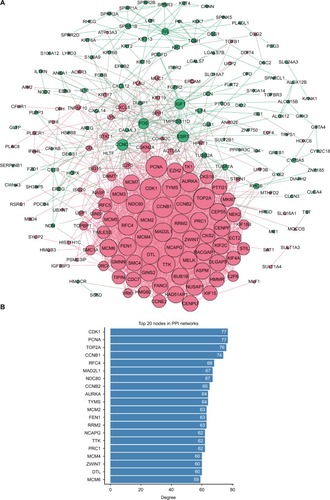 Figure 2 PPI network analysis.Notes: (A) Using the STRING online database, a total of 222 DEGs (118 upregulated in red standing for upregulation and 104 downregulated genes in green standing for downregulation) were filtered into the DEGs PPI network. Bigger nodes represent genes with more links. (B) Degree of the top 20 nodes in the PPI network. All these nodes are upregulated genes.Abbreviations: DEGS, differentially expressed genes; PPI, protein–protein interaction.