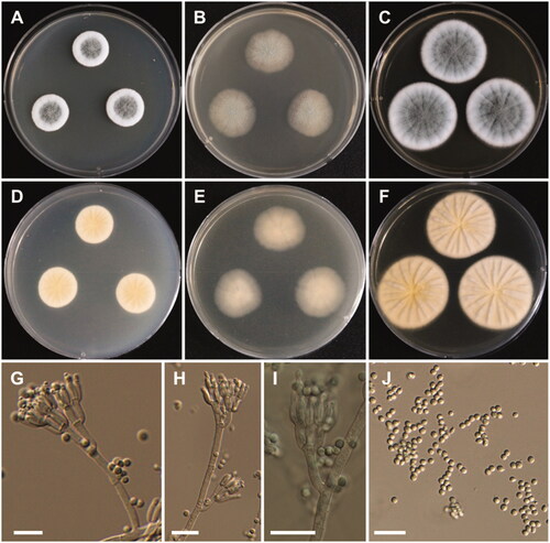 Figure 9. Morphology of Penicillium flavigenum. A, D: Colonies on Czapek yeast autolysate agar (CYA). B, E: Colonies on malt extract agar (MEA). C, F: Colonies on yeast extract sucrose agar (YES). (A–C: obverse view, D–F: reverse view). (G–I) Conidiophores; (J) Conidia (scale bars: G–J = 20 μm).