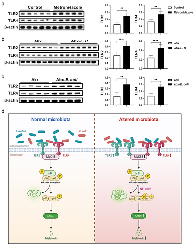 Figure 7. Gut microbiota activates TLR2 and TLR4 signaling in the colon.