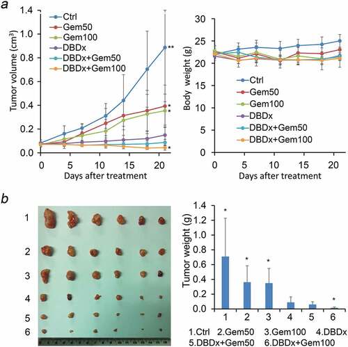 Figure 1. Inhibition of the growth of human pancreatic carcinoma MIA PaCa-2 xenografts by DBDx and its combination with gemcitabine. (a) Tumor volume and body weight changes during the experiment. DBDx at 242 mg/kg and gemcitabine at 50 (GEM50) and 100 (GEM100) mg/kg were used; (b) At the end of the experiment, mice were sacrificed. Tumors were photographed and tumor weights were measured. (Dose: mg/kg). *P < .05, **P < .01 vs DBDx. Ctrl, control. Gem, gemcitabine.