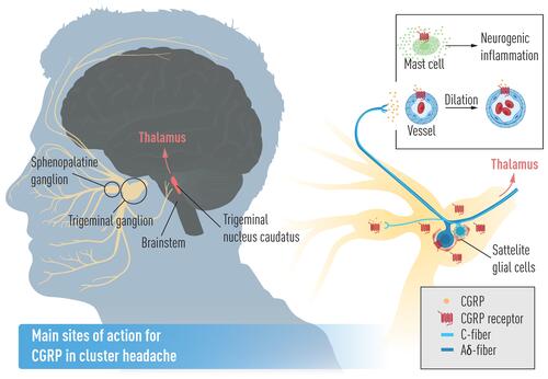 Figure 1 Main sites of action for CGRP in cluster headache. Reproduced from Belin AC, Ran C, Edvinsson L. Calcitonin Gene-Related Peptide (CGRP) and cluster headache. Brain Sci. 2020;10(1):30. Creative Commons license and disclaimer available from: http://creativecommons.org/licenses/by/4.0/legalcode.Citation36