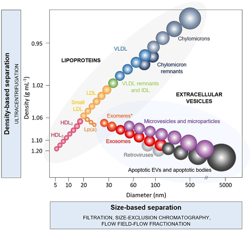 Figure 2 The scale of size of extracellular vesicles including exosomes in view of the most common biological macromolecules. Reprinted from J Chromatogr A, 1636, Liangsupree T, Multia E, Riekkola M-L. Modern isolation and separation techniques for extracellular vesicles. 461773, Copyright 2021, Creative Commons.Citation21