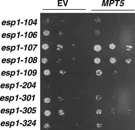 Fig. 6 Effects of overexpression of MPT5 on esp1-ts mutants.
