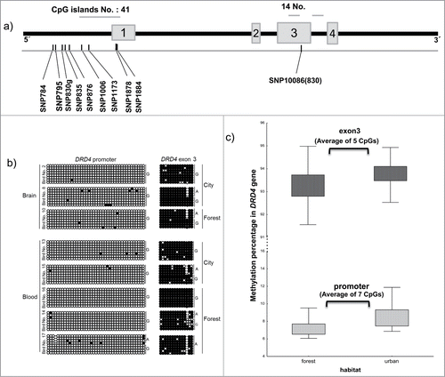 Figure 1. Structure and methylation profile of the DRD4 gene. (a) Schematic representation of the DRD4 gene. Horizontal bars show the number and location of CpG islands and gray boxes represent exons. The location of SNPs is shown by black bars. (b) Methylation status at DRD4 locus in brain and blood-derived DNA samples. The left panel shows the methylation profile of the promoter and the right panel shows the results for the CpG island within exon 3. Each circle represents a single CpG dinucleotide on a DNA strand. (•): methylated cytosine; (○): unmethylated cytosine. (c) Methylation percentage of DRD4 promoter and exon 3 regions comparing urban and forest populations. Differences are significant (see text).