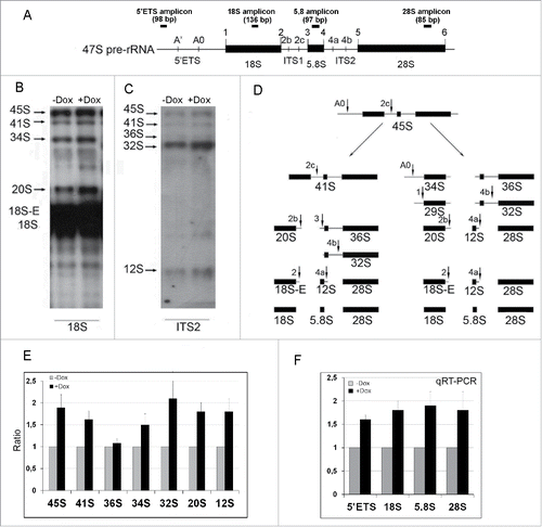 Figure 5. The diagram of the primary 47S pre-rRNA in the mouse (A), Northern blot (B, C, and E) and qRT-PCR (F) analysis of rRNA expression in NIH/3T3-174 fibroblasts cultured without (-Dox) or with (+Dox) 100 ng/ml doxycycline for 24 hours. (A) 5′ETS, the 5′ external transcribed spacer; ITS1 and ITS2, the internal transcribed spacers 1 and 2 correspondingly; 18S, 5.8S and 28S are 18S, 5.8S and 28S rRNAs correspondingly. Small vertical bars and designations above the schemes indicate positions of the known pre-rRNA cleavage sites. Small horizontal bars above the schemes indicate positions of the PCR amplicons for 5′ETS and 18 S, 5.8 S, 28 S rRNA (according to ref. Citation1). (B and C) RNA was isolated from sub-confluent fibroblasts and hybridized with [P32] labeled probes recognizing the 18S rRNA (B) or ITS2 (C) regions of the 47S pre-rRNA transcript (A). Arrows indicate positions of the main rRNA species. (D) In mouse cells, processing of the 45S pre-rRNA proceeds mainly through two alternative pathways. In pathway 1, the pre-rRNA processing is initiated in the 5′-ETS to yield 41S pre-rRNA, while in pathway 2, the first cleavage occurs in ITS1 at site 2c to yield 34S rRNA (the longest precursor for 18S rRNA) and 36S rRNA (the longest precursor for 28S rRNA). The 41S pre-rRNA is further cleaved at site 2c into 20S and 36S rRNAs, which are then processed to 18S and 28S rRNAs correspondingly. (according to Citation1). (E) Bar graphs illustrating intensities of rRNA hybridization signals in +Dox cells (black columns) normalized to the values in -Dox cells (grey columns). Data in +Dox cells are presented as the mean ± SEM based on quantification of the results of four Northern blots. (F) Bar graphs illustrates the amount of the 47S pre-rRNA (the 5′ETS amplicons), 18S, 5.8S and 28S rRNAs in +Dox cells (black columns) normalized to the values in -Dox cells (grey columns). The values obtained in +Dox cells are presented as the mean N ± SEM based on the results of five independent experiments.