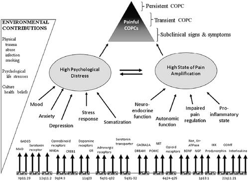 Figure 2. This model depicts likely determinants that contribute to the risk of onset and maintenance of common chronic overlapping pain conditions (CPPCs). These factors are determined by genetic variability and environmental events that determine an individual’s psychological profile and pain amplification status. These two primary domains are interactive and influence the risk of pain onset and persistence. Likely modifiers of the interaction between genetic and environmental factors include sex and ethnicityCitation72. Abbreviations. MAO, monoamine oxidase; GAD65, glutamate decarboxylase; NMDA, N-methyl-D-aspartic acid; CREB1, CAMP responsive element binding protein 1; GR, glucocorticoid receptor; CACNA1A, calcium voltage-gated channel subunit alpha1A; POMC, proopiomelanocortin; NET, norepinephrine transporter; BDNF, brain-derived neurotrophic factor; NGF, nerve growth factor; IKK, IkB kinase; COMT, catechol-O-methyl transferase.