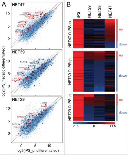 Figure 2. Heterologous expression of NET47 in HT1080 cells yields many gene expression changes characteristic of hepatocyte differentiation. (A) Scatterplot comparison with transcriptional changes seen during iPS hepatic differentiation. A red dotted line indicates the 2-fold upregulation threshold. Genes uniquely regulated by each NET were highlighted in the scatterplots, red if upregulated and blue if downregulated by the NET with respect to the NLS-GFP control. Thus genes above the diagonal were upregulated and below were downregulated in the hepatic system while the color of the spot indicates the direction of its changed regulation by the NET. Though many genes affected by NETs in the HT1080 cells were unchanged in the hepatic differentiation system, the more liver-specific NET47 has a larger proportion of genes that were upregulated in both systems than the other 2 NETs. Those with >2-fold upregulation are enlarged. (B) Heatmap of intersects between genes upregulated in the iPS hepatogenesis system and the genes altered in expression by NETs in HT1080 fibroblasts. For each NET a separate heatmap is given for the genes changing in both the iPS system and that NET in the HT1080 fibroblasts and then the genes affected by the other NETs for that subset are also compared in the adjacent columns. The up and down designations apply to the NET defining each set/ heatmap. The more liver-specific NET47 contains a larger proportion of genes changing in the same direction as the iPS hepatic differentiation system while NET39 has few.