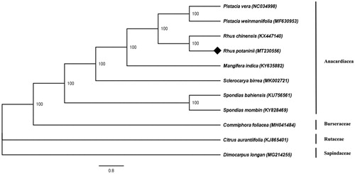 Figure 1. Phylogenetic tree of Rhus potaninii and 10 species in order Sapindales using maximum likelihood (ML) analyses based on complete chloroplast genome sequences. The numbers at nodes of phylogenetic tree show the bootstrap support values.