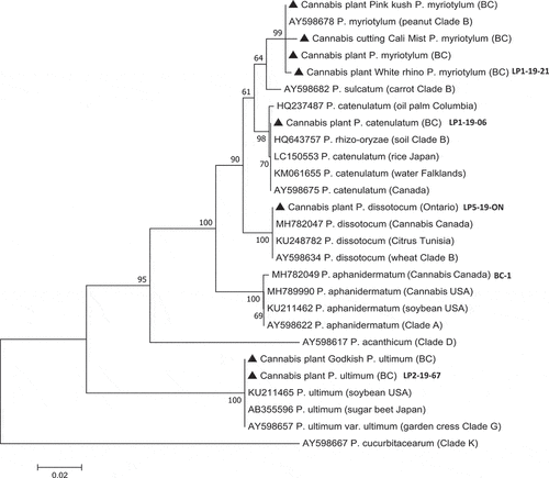 Fig. 3 Phylogenetic relationships of eight isolates of Pythium spp. recovered from cannabis plants from British Columbia (BC) and Ontario (ON) (marked with ⏏) using ITS1-ITS2 sequences compared to isolates from other hosts and geographic regions (GenBank numbers are shown). For the analysis, reference isolates of different Pythium species described in Hyde et al. (Citation2014) that belonged to designated Clades A, B, D, G, K were included in the tree. Isolates of P. dissotocum and P. aphanidermatum recovered from cannabis plants in previous studies (Punja and Rodriguez Citation2018; Punja et al. Citation2019) were included (GenBank accession nos. MH782047 and MH782049, respectively). The relationship was inferred using the Neighbour-Joining method. The percentage of replicate trees in which the associated taxa clustered together in the bootstrap test (1000 replicates) are shown next to the branches. Branches corresponding to partitions reproduced in less than 50% bootstrap replicates were collapsed. The tree is drawn to scale, with branch lengths in the same units as those used for the phylogenetic tree. The evolutionary distances were computed using the Maximum Composite Likelihood method and are in the units of the number of base substitutions per site. The analysis involved 27 nucleotide sequences. All positions containing gaps and missing data were eliminated. Evolutionary analyses were conducted in MEGA7 (Kumar et al. Citation2016). The outgroup used was Phytophythium cucurbitacearum.