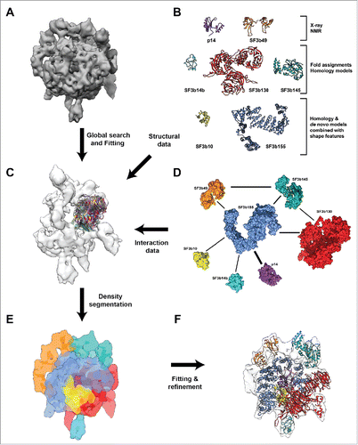 Figure 1. Integrative structural modeling of Human SF3b complex. (A) A 9.7 Å cryo-EM map of SF3b complex displayed at the density threshold level of 0.0158. (B) Structural information for individual components of SF3b complex used to obtain the pseudo atomic model. (C) Global search and fitting for the individual domains of proteins SF3b130, SF3b145 and SF3b14b within the SF3b density region that is currently unoccupied. This was performed across different resolutions (9.7Å, 12Å, 15Å and 18Å) (Fig. S3–S6 and Materials and Methods). (D) Protein-Protein interaction network for the SF3b complex obtained from experimental data. The weights of the edges denote the number of unique experimental methods which showed physical interaction between individual components (Table S2). (E) Density segmentation and localization of individual components into the initial cryo-EM map. This was obtained by integration of several computational methods including fitting techniques, shape features from structural models and experimentally derived interactions among the components. (F) Atomic level representation of SF3b components after flexible fitting into the cryo-EM map, color coded as in B and C.