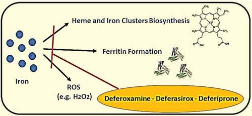 Figure 6. Products generated by free iron elements and drugs (deferoxamine, deferasirox or deferiprone) inhibiting its pathways. *ROS: Reactive Oxygen Species