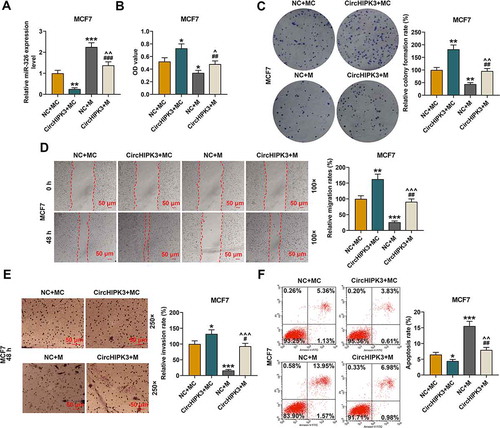 Figure 3. MiR-326 overexpression partially reversed the effect of CircHIPK3 on MCF7 cells. (a) RT-qPCR determined the expression of miR-326 in MCF7 cells transfected with miR-326 mimic and /or circHIPK3. U6 was used as an internal control. (b) CCK-8 assay indicated the viabilities of MCF7 cells transfected with miR-326 mimic and /or circHIPK3. (c) Colony formation assay indicated the colony formation of MCF7 cells transfected with miR-326 and /or circHIPK3. (d) Wound-healing assay showed that the migration of MCF7 cells transfected with miR-326 and /or circHIPK3 was inhibited. (e) Transwell assay showed that the invasion of MCF7 cells transfected with miR-326 and /or circHIPK3 was inhibited. (f) Flow cytometry assay determined the apoptosis of MCF7 cells transfected with miR-326 and /or circHIPK3. *P < 0.05 or **P < 0.01 or ***P < 0.001 vs. NC+MC; ##P < 0.01 or ###P < 0.001 vs. CircHIPK3+ MC; ^P < 0.05 ^^P < 0.01 ^^^P < 0.001 vs. NC+M. Data are shown as mean±SD, n = 3. NC, negative control; MC, mimic control; M, miR-326 mimic; RT-qPCR, reverse transcription-quantitative polymerase chain reaction