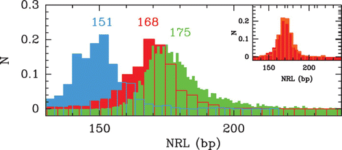 Figure 9. Histograms of local NRL values computed from different nucleosome occupancy data sets. The different colors correspond to the following data: S. cerevisiae MNase-chip data of Lee et al. Citation(2007) (red); S. pombe MNase-seq data of Tsankov et al. Citation(2011) (cyan); C. elegans MNase-seq data of Valouev et al. Citation(2008) (green). (Inset) Comparison betwen the histograms of the S. cerevisiae NRLs (Lee et al. Citation2007) (red) and of S. kluyveri NRLs (Tsankov et al. Citation2010) (orange).