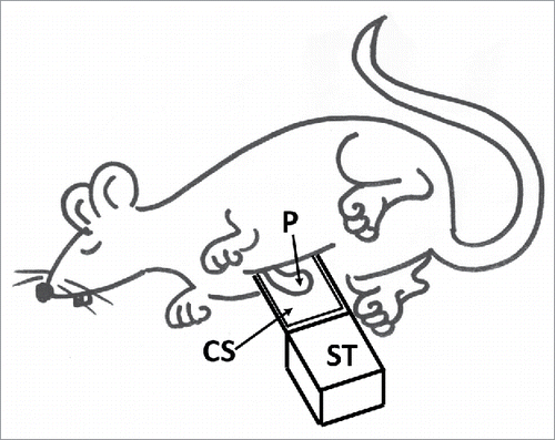 Figure 1. Setup for pancreatic intravital microscopy. The stand (ST) was constructed from immunohistochemistry tissue block molds stacked on top of one another (to a desired height) with a histology slide glued to the top of the stacked molds. During each IVM procedure, the pancreas (P) of the animal was lifted out of the body and placed onto the microscopy slide. Sterile normal saline was then applied to the tissue, in order to prevent desiccation of the pancreas. Saline was able to accumulate around the tissue during each procedure because of a barrier of ethylene-vinyl acetate polymer that was applied to the boarders of the slide and the immunohistochemistry tissue block mold. A single coverslip (CS) was placed on top of the suspended pancreas in order to facilitate IVM.