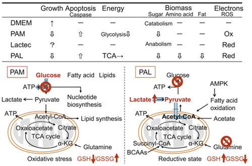 Figure 20. Model summarizing metabolomic changes in PAL-treated cells in comparison with the previous study on PAM [Citation171] (Reprinted from Arch Biochem Biophys 688, 108414 (2020)).