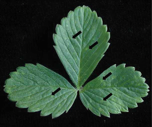FIGURE 3 Fragaria vesca infected with Strawberry chlorotic fleck associated virus. Arrows point to the chlorotic flecks associated with the disease (color figure available online).