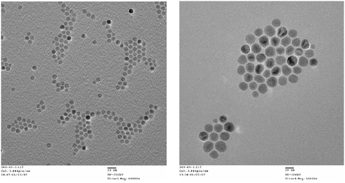 Figure 4. Transmission electron micrographs of iron oxide particles made by Alnis BioSciences, Inc. The smaller particle shown on the left had an average size of 10 nm, stdev 0.8 nm demonstrating the tight size control currently achievable in IO particle fabrication, while the particles on the right had an average size of 23 nm, stdev 4 m and generated about 670 W/g when subject to a 400 KHz alternating magnetic field generated using a 2 turn, 2.5 cm diameter copper coil driven by Ameritherm Hotshot 5000 power supply supplying 200 amps (estimated magnetic field amplitude of 8 kA/m).