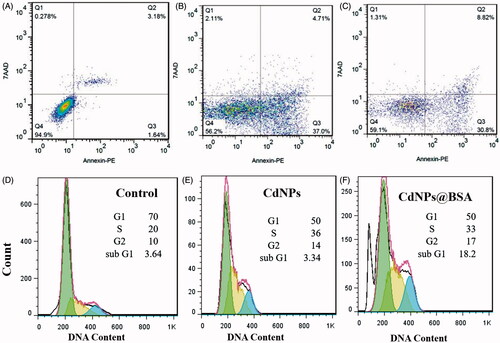 Figure 6. (A–C) Two-dimensional contour density plots of MDA-MB-231 cells obtained by flow cytometry based assays. A: Control, B-C: Treated cells with CdNPs and CdNPs@BSA, respectively. Cell necrosis and apoptosis were measured by using 7-AAD and Annexin-V dyes. (D–F) Flow cytometry based assay of cell cycle. D: Control, E–F: Treated cells with CdNPs and CdNPs@BSA, respectively.