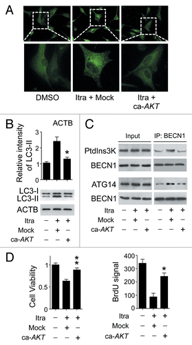 Figure 6. Itraconazole induces autophagy by repressing the AKT1-MTOR pathway. (A) U87 cells were transfected with mock vector or ca-AKT1. Thirty-six hours after transfection, the cells were treated with DMSO or 5 μM itraconazole for another 36 h. Formation of endogenous LC3 puncta were examined by immunofluorescence staining using a fluorescence microscope. The data are representative of 3 independent experiments. (B and C) U87 cells were transfected with mock vector or ca-AKT1. Thirty-six hours after transfection, the cells were treated with DMSO or 5 μM itraconazole for another 36 h. Conversion of LC3-I to LC3-II was examined by immunoblot (B). Interaction between BECN1 and PtdIns3K, or BECN1 and ATG14 was determined by coimmunoprecipitation (C). The data are representative of 3 independent experiments. (D) U87 cells were transfected with mock vector or ca-AKT1. Thirty-six hours after transfection, the cells were treated with DMSO or 5 μM itraconazole for another 36 h. Cell proliferation was examined by the MTT assay (left panel) and the BrdU incorporation assay (right panel). The data are representative of 3 independent experiments for both the MTT assay and BrdU incorporation assays. *P < 0.05; **P < 0.01; Itra, itraconazole.