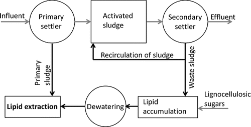 Figure 9. Schematic of wastewater treatment plant with lipid enhancement of waste sludge (adapted from Mondala et al. (Citation2012) and Revellame et al. (Citation2013)).