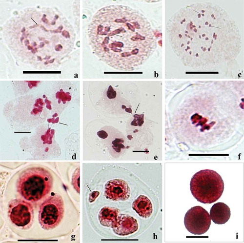 Figure 2. (a-i), Meiotic abnormalities . (a) Deutzia staminea PMC showing chain-shaped quadrivalent at diakinesis (arrowed) . (b) Fagopyrum dibotrys PMC showing chain-shaped quadrivalent at metaphase-I (arrowed). (c–i) araxacum officinale: (c) univalents at diakinesis stage (arrowed ); (d , e) chromatin transfer between neighboring PMCs (arrowed ); (f) a PMC showing chromatin stickiness; (g) a triad ; (h) a tetrad with a micronucleus (arrowed ); (i) variable sized fertile/stained pollen grains. Scale bars = 10 μm.