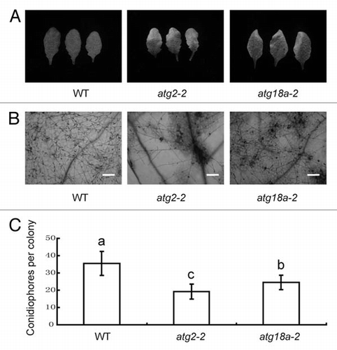 Figure 1 The atg18a-2 mutant displays enhanced powdery mildew resistance and mildew-induced cell death. (A) Four-week-old wild type, atg2, atg18a-2 plants were inoculated with G. cichoracearum. Leaves were removed from plants and photographed at 7 days post inoculation (dpi). (B) Trypan blue staining of leaves in (A). Bar = 100 µm. (C) Quantification of disease resistance by calculating the number of conidiophore per colony at 7 dpi in each genotype. Results represent mean ± SD in one experiment (n > 25). One-way AN OVA was performed for statistical analyses. Statistically significant differences between different genotype were indicated with different letters. Similar results were obtained from three independent experiments.