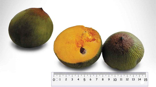 Figure 1. Lucuma (Pouteria lucuma) fruit in ripe stage. Image credit: Marianela Inga.Figura 1. Fruta de lucuma (Pouteria lucuma) en estado maduro.