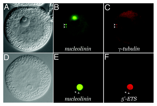 Figure 3. Presence of structural RNA in the procentrosome. Meiotic centrosomes in Spisula oocytes form in the cytoplasm 4‒5 min post-fertilization. They contain the universal centrosomal protein, γ-tubulin. Prior to 4 min, developing procentrosomes express the nucleolinar marker protein, nucleolinin, which is then co-expressed in the centrosome with γ-tubulin (B and C). Structural RNAs from the nucleolinus in the form of rRNA transcribed spacer sequences are present in these nucleolinin-containing procentrosomes (D and E). These particular RNAs are dissipated after γ-tubulin recruitment to the structure, while other transcripts (not necessarily associated with the nucleolinus) persist.Citation31-Citation33,Citation35 (A–C) shows an oocyte 8 min post-insemination co-labeled by indirect immunofluorescence for the centrosomal/procentrosomal marker nucleolinin and by direct immunofluorescence with a fluorophore-conjugated antibody for the centrosomal marker, γ-tubulin. (D–F) shows an oocyte at 2 min post-insemination co-labeled by indirect immunofluorescence with an antibody for the procentrosomal/centrosomal marker nucleolinin and a DIG-UTP riboprobe for the 5′-ETS imaged by direct fluorescence with a sheep-anti-DIG primary antibody.