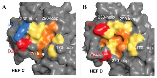 Figure 5. Comparison of the receptor-binding sites of ICV and IDV HEF. Surface presentations of the receptor-binding site of HEF from ICV (A) and IDV (B). The parts of the HEF1 molecule involved in receptor-binding (the 170 loop, the 230 helix, the 270 and 290 loops) are colored yellow. The 5 residues F127 (C HEF: Y127), W185 (C HEF: L184), Y231 (C HEF: Y227), F229 (C HEF: F225) and F297 (C HEF: F293) that form the bottom of the cavity are colored red. Note that K235 (blue) and D269 (red) form a salt bridge in ICV HEF that connects helix 230 with loop 270. At equivalent positions of IDV HEF A273 and T239 (colored red) are present that are not able to form a salt bridge. As a result, the receptor cavity of IDV HEF is more open and thus might allow binding of more 9-O-Ac-Neu5Ac derivatives. The figure was created with PyMol from PDB files 5e64 and1flc and rendering was done with Blender