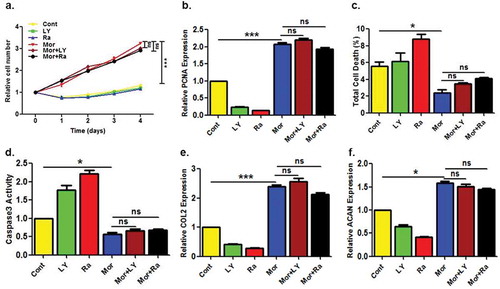 Figure 3. The inhibition of PI3K/AKT/mTOR signaling does not affect the protection of Morroniside on chondrocytes.