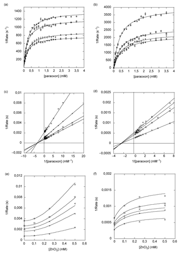 Figure 5.  Inhibition of paraoxon hydrolysis of Co-PTE and Zn-PTE by ZnCl2. Reaction rate versus paraoxon concentration for Zn-PTE (a) and Co-PTE (b) in the absence (○) and presence of 0.1 mM (□), 0.25 mM (×) and 0.5 mM (+) ZnCl2. Lineweaver-Burk plot of Zn-PTE (c) and Co-PTE (d) activities in the absence (○) and presence of 0.1 mM (□), 0.25 mM (×) and 0.5 mM (+) ZnCl2. Dixon plots of Zn-PTE (e) and Co-PTE (f) with0.28 mM (○), 0.42 mM (□), 0.56 mM (×), 0.7mM (+), 3.5 mM (△) paraoxon. The best-fit curves or lines were determined using GOSA-fit and Equation (2), with n=2 for Zn-PTE and n=1 for Co-PTE.